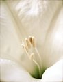 Moon Flower