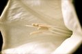 Moon Flower 2