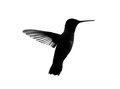 Hummingbird Silhouette2