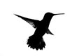 Hummingbird Silhouette