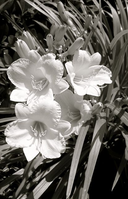 Lilies