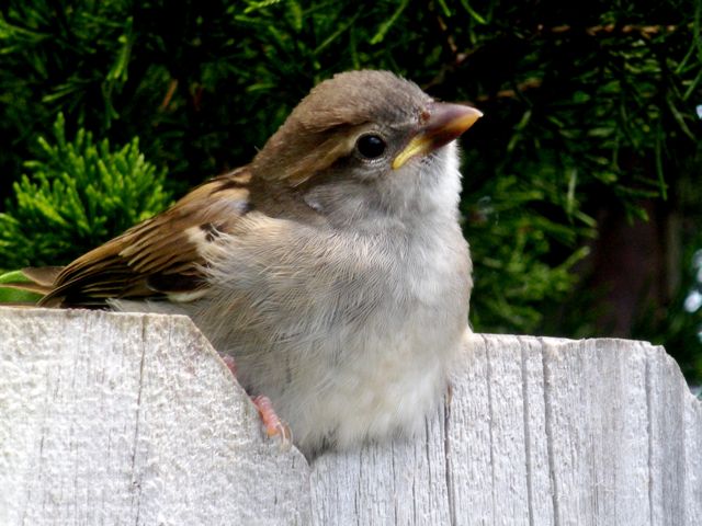 Finch