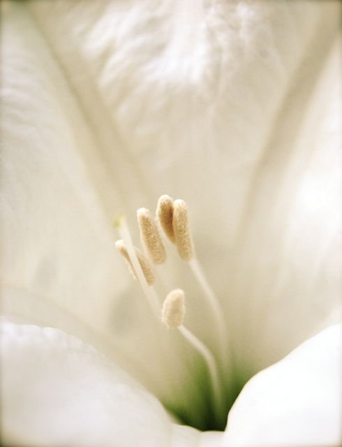 Moon Flower