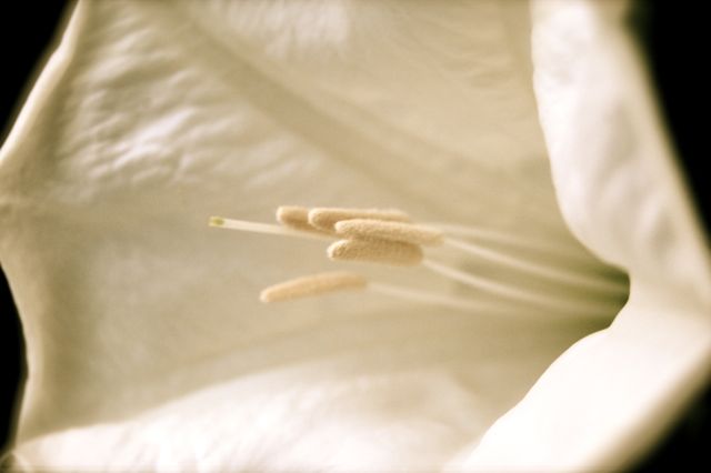 Moon Flower 2