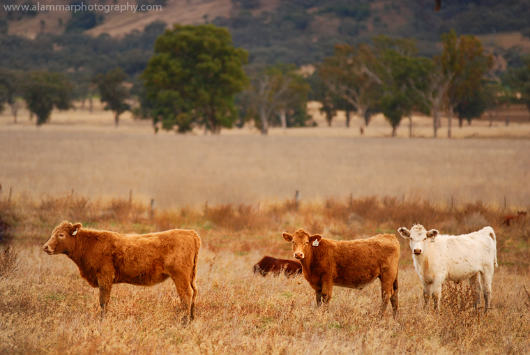 The Farm's life