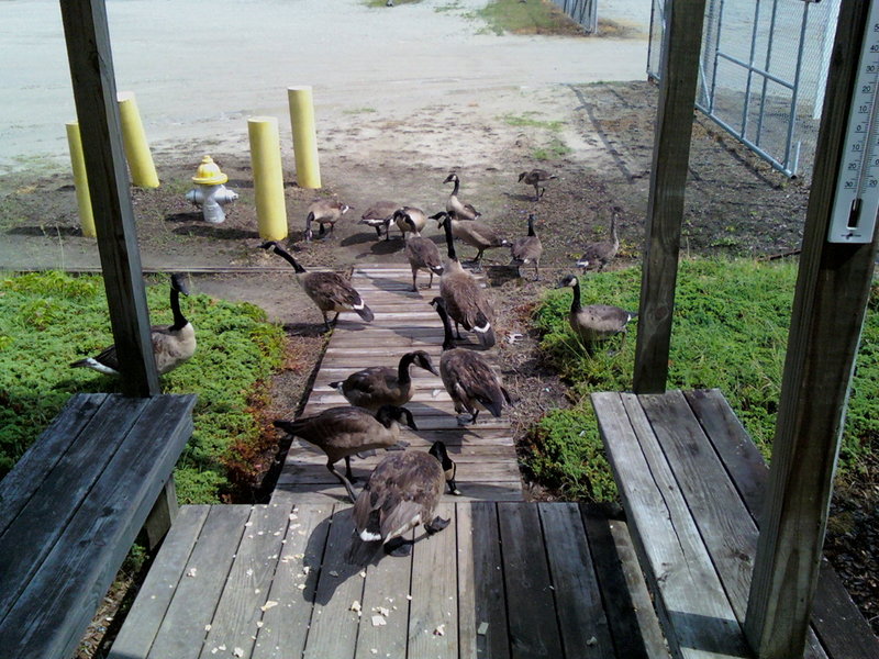 geese.jpg