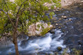 ZionWaterTree0806689.jpg