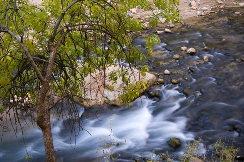 ZionWaterTree0806689.jpg