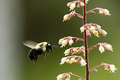 Pollen Stick.jpg