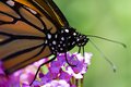 Butteryfly Bendy Straw.jpg