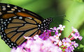Butteryfly Straw.jpg