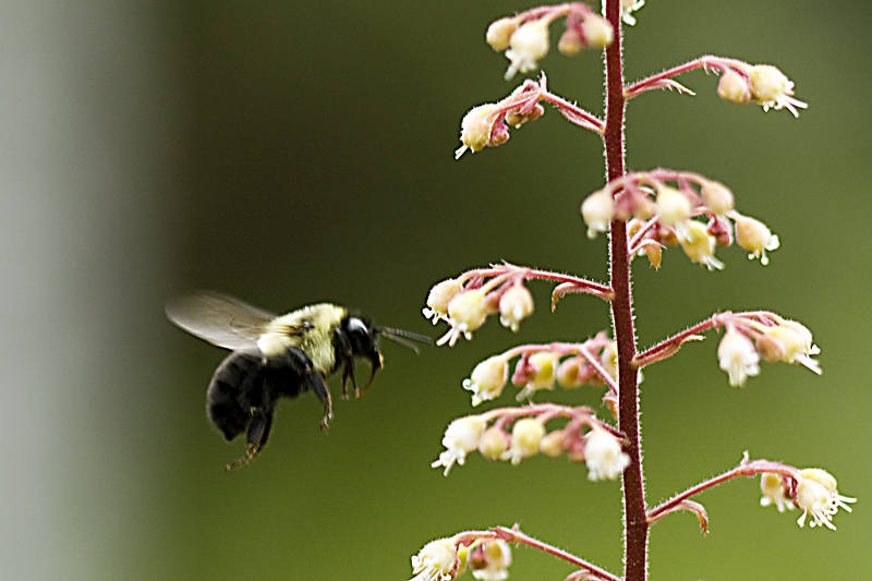 Pollen Stick.jpg