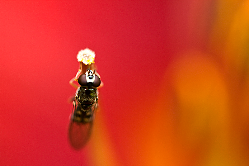 Stigma Fly.jpg