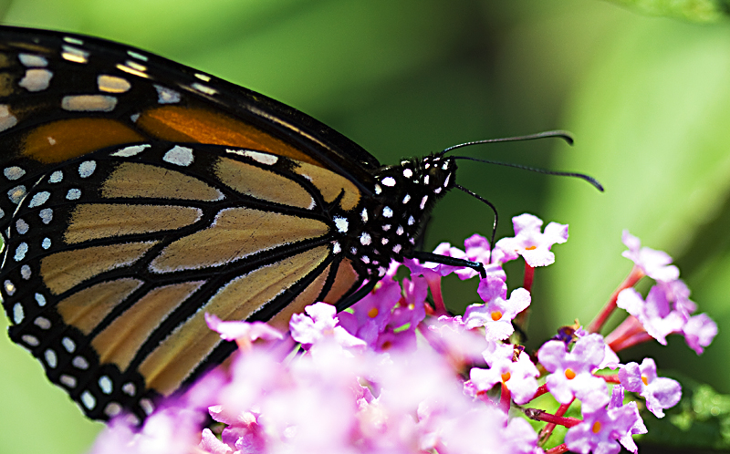 Butteryfly Straw.jpg