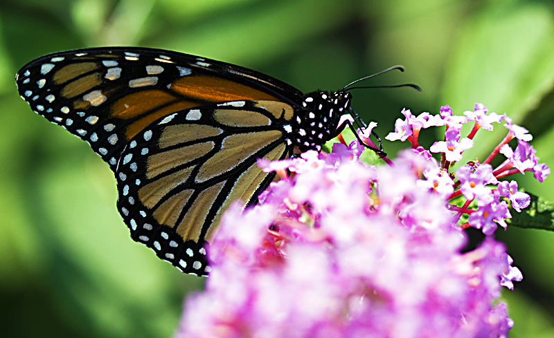 Butterfly Slurpin.jpg
