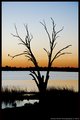 Riverina Sunrise