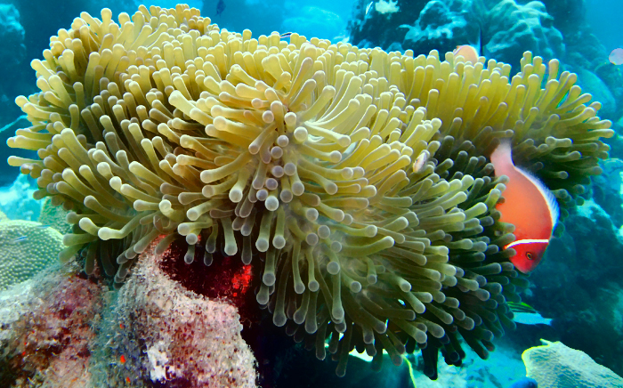 Anemone (Clown) Fish