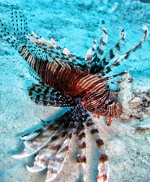 Lionfish