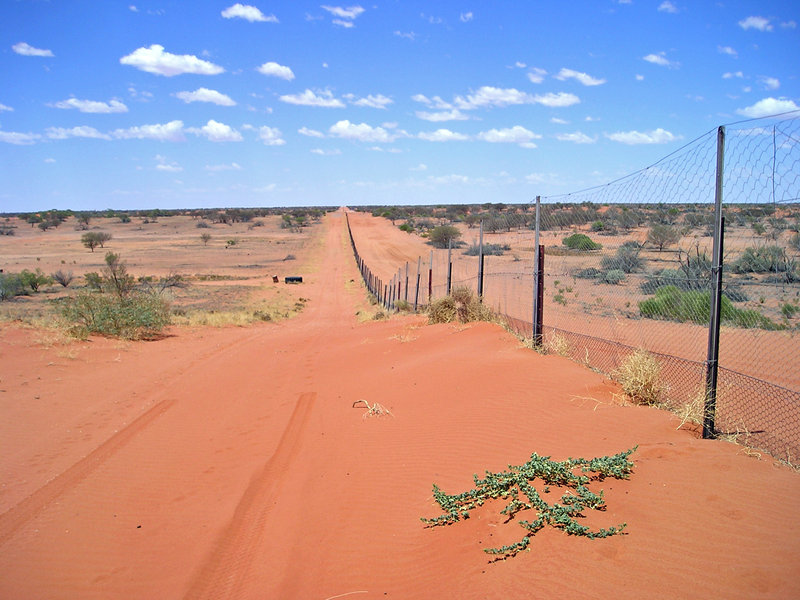 Dingo Fence