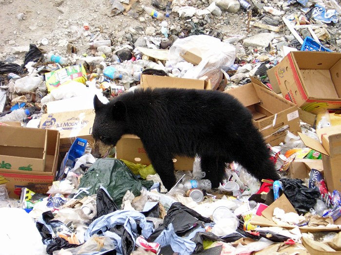 Black Bear