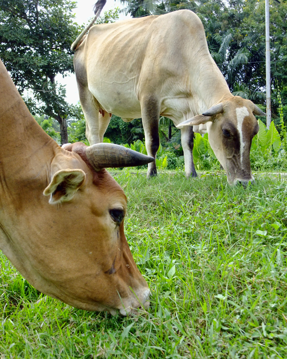 Cattle Feeding