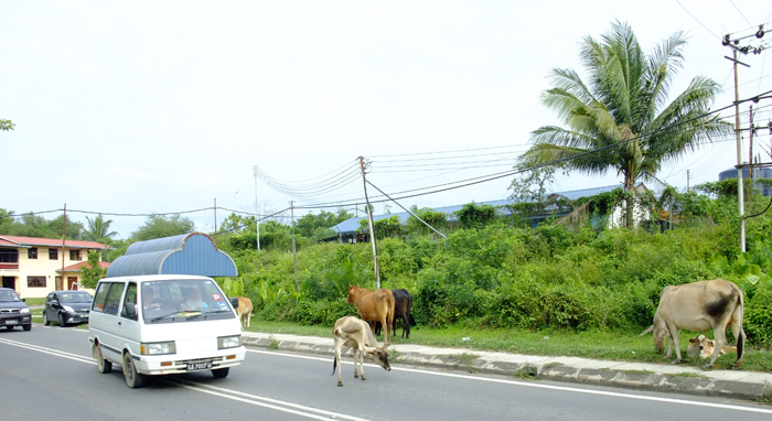 Cattle Crossing