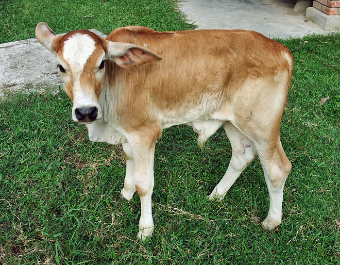 Bull Calf