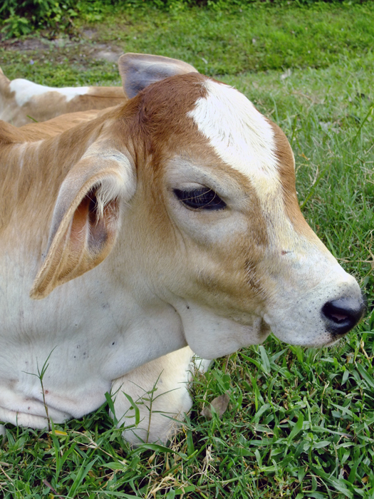 Bull Calf Resting