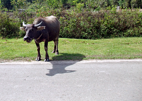 Water Buffalo