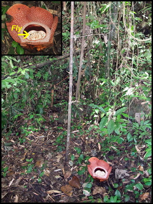 Rafflesia Flower