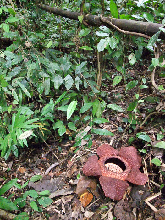 Rafflesia Flower in full bloom