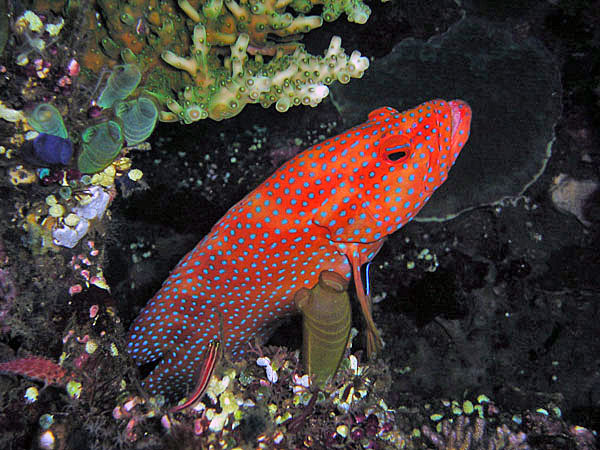 Coral Trout