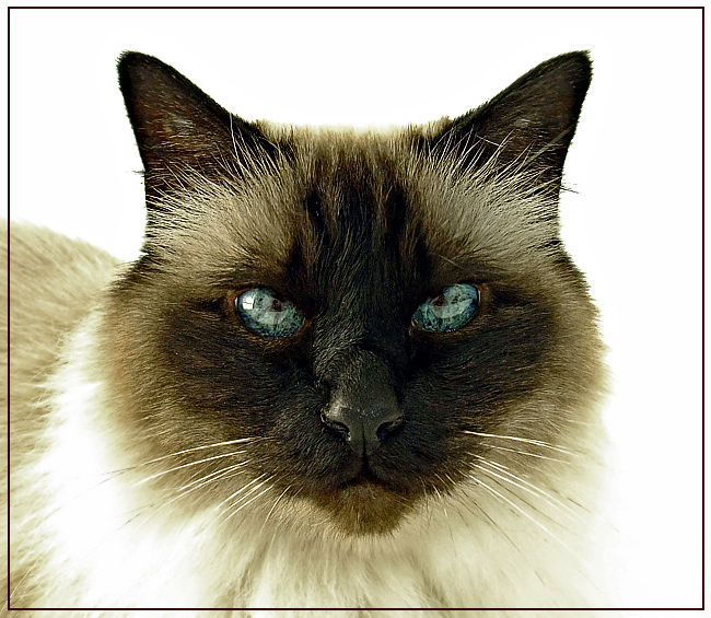 Gizmo