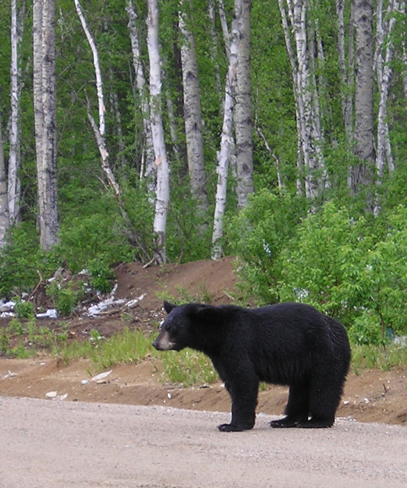 Black Bear - Chapleau