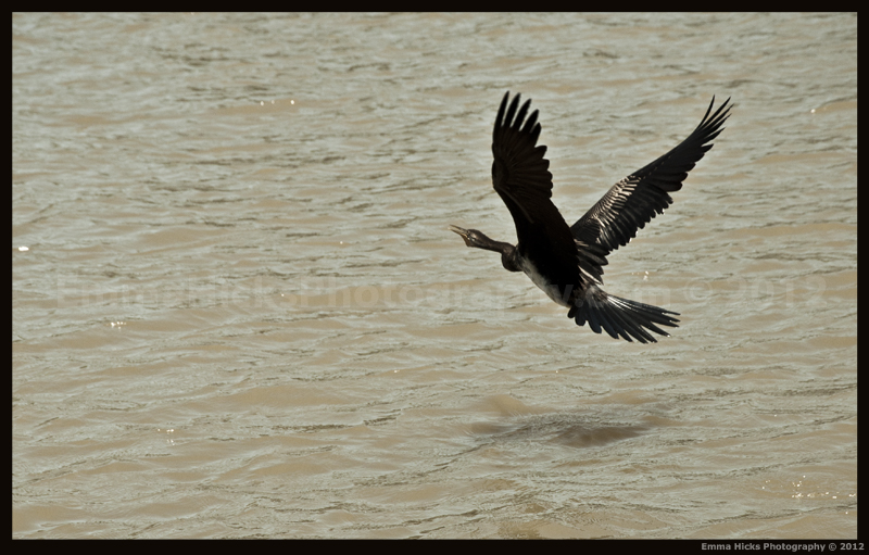 Australian Darter