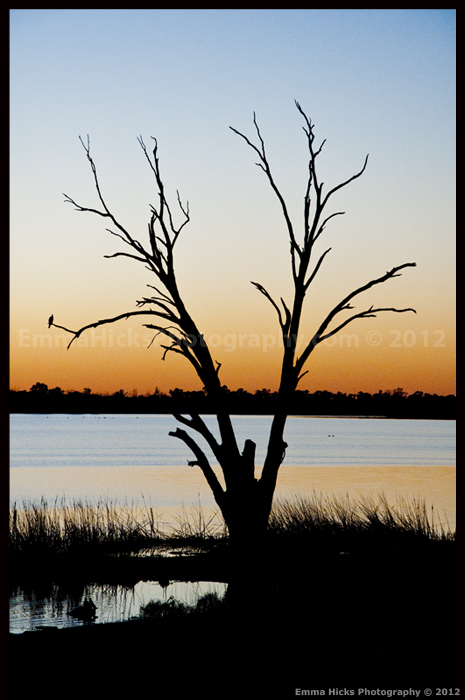 Riverina Sunrise
