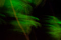 Palms