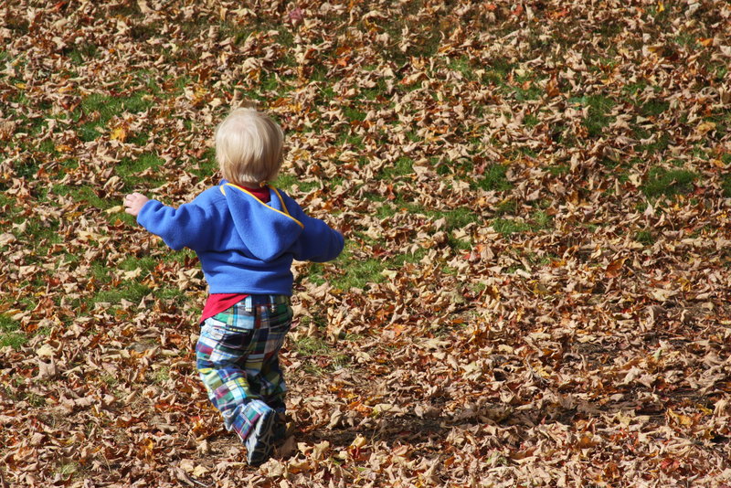 Amongst the Leaves
