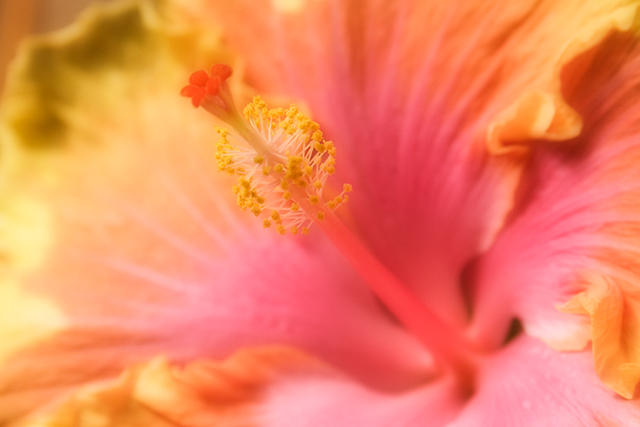 Bright Flower #2
