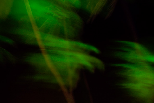 Palms