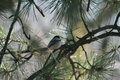 Chickadee in the Tree