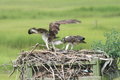 Osprey Tug of War