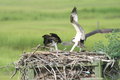 Osprey Food Fight