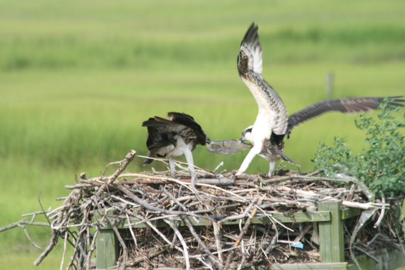Osprey Food Fight