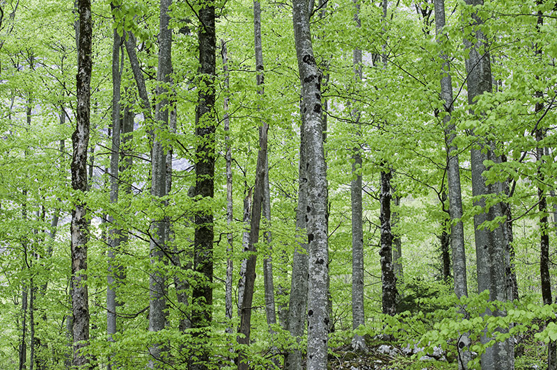 Forest-no-glow