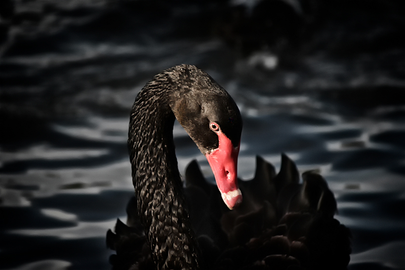 Black-Swan-by-Neat