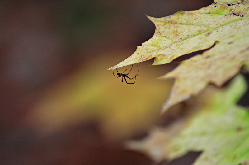 spider_sw