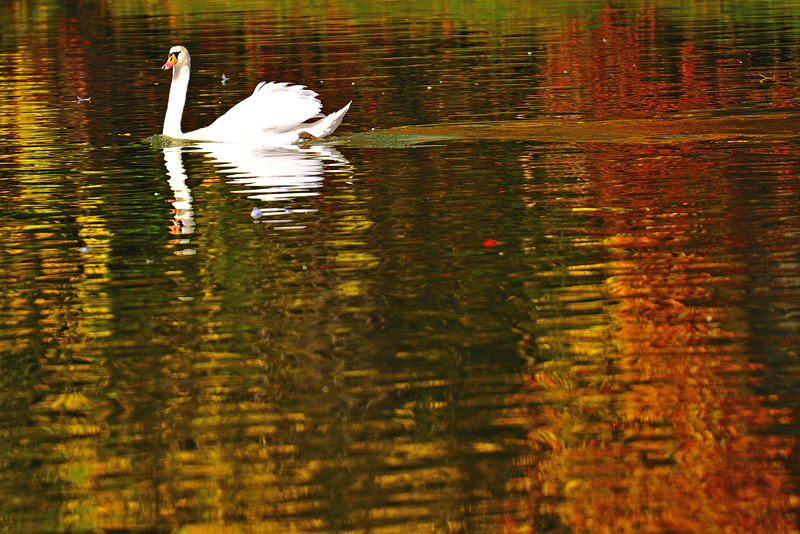 swan_esw