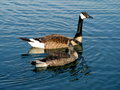 Ducks at OSUM