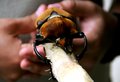 RHINO BEETLE.jpg